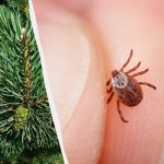 Акарите ще бъдат домакини: посочени са 12 растения, които не