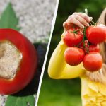 Достатъчно е само едно третиране: как да спасим доматите от