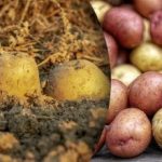 Изгнили преди зимата: с какво не можете да съхранявате картофи