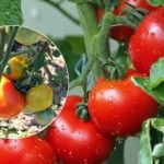 Почервеняване за няколко дни: безплатен разтвор ще помогне за събирането
