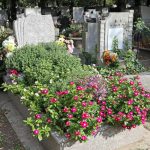 Саморазцъфтяващи се и с ниска поддръжка: 4 перфектни цветя за