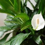 Spathiphyllum ще цъфти непрекъснато в продължение на три години, ако