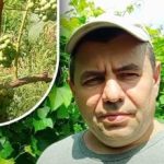 Тайната на август: един градинар разказа как да направим гроздовите