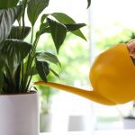 Тайните на цъфтежа на spathiphyllum: какво пречи на „женското щастие“