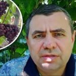 Тайно средство от аптечката: как да предпазите гроздето от болести