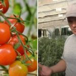 Защо доматите са „заклещени“ в растежа: скрити причини и как